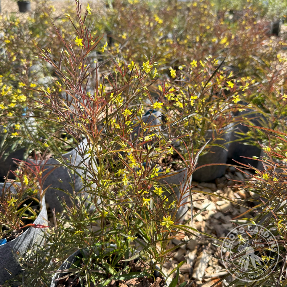 Lysimachia lanceolata var purpurea (Purple Lance-leaved Loosestrife) - 1 gal