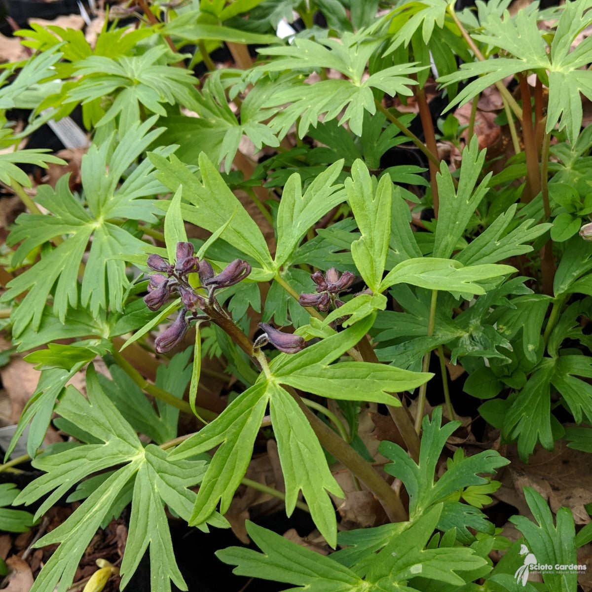 Delphinium tricorne (Dwarf Larkspur) - 1 gal