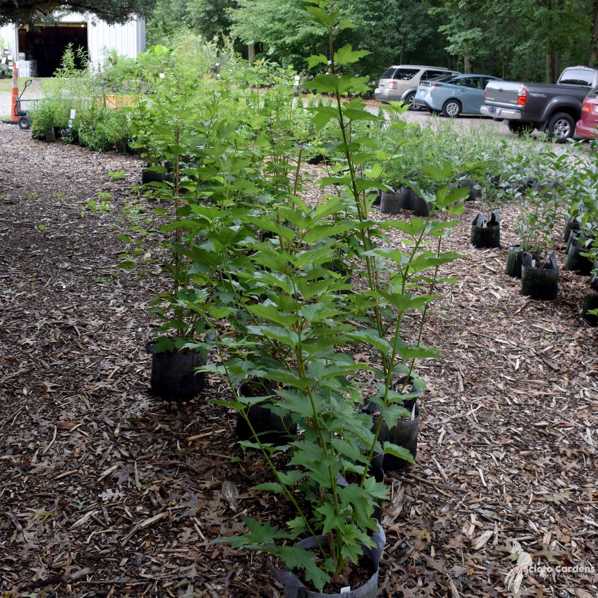 Viburnum trilobum (American Cranberrybush Viburnum) - 3 gal