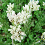 Antennaria plantaginifolia (Plantain-leaved Pussytoes/Mouse Ears) - 3QT