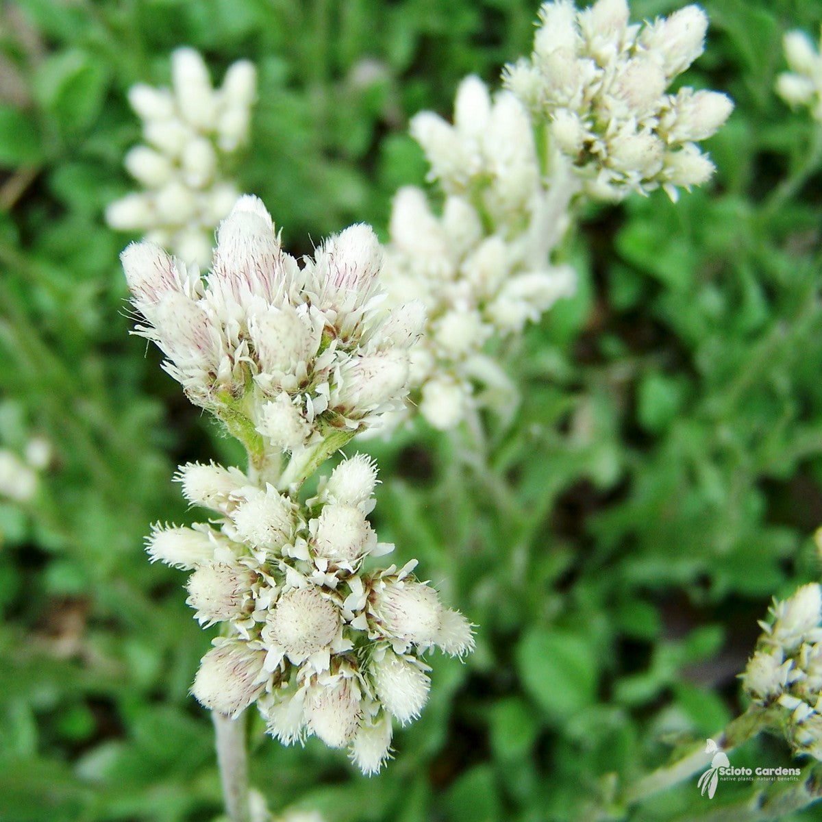 Antennaria plantaginifolia (Plantain-leaved Pussytoes/Mouse Ears) - 3QT