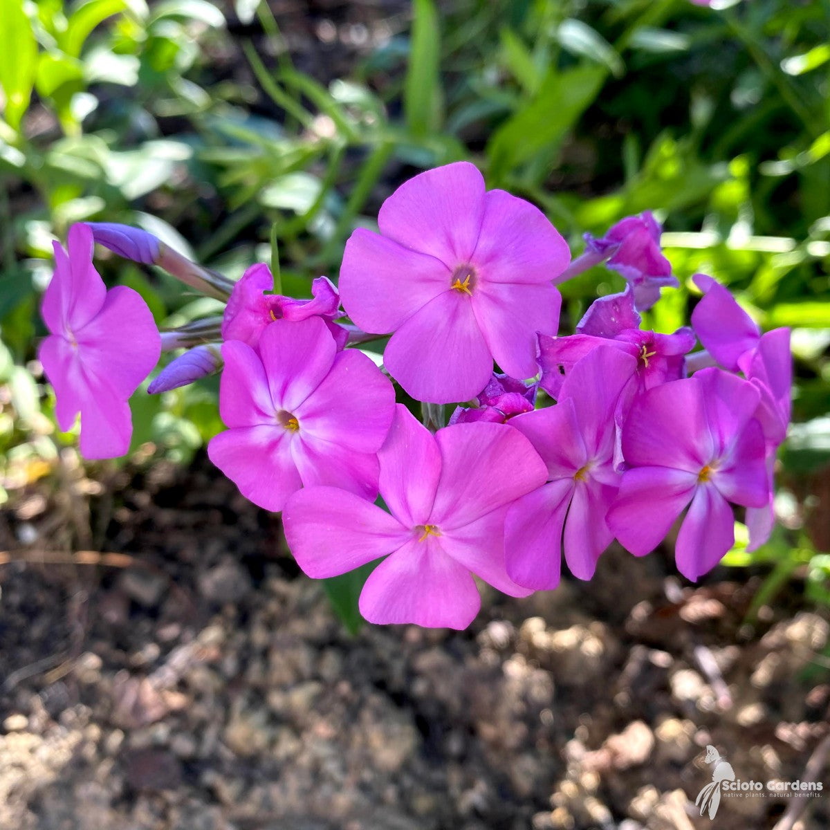 Phlox glaberrima 'Morris Berd' (Morris Berd' Smooth Phlox) - 1 gal