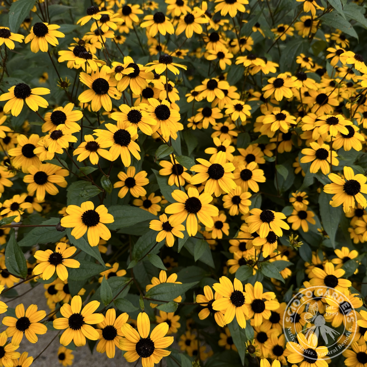 Rudbeckia triloba (Brown Eyed Susan) - 2 gal