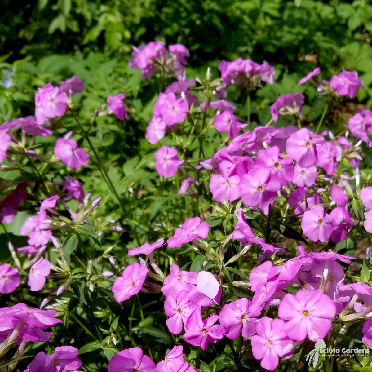 Phlox glaberrima 'Morris Berd' (Morris Berd' Smooth Phlox) - 1 gal