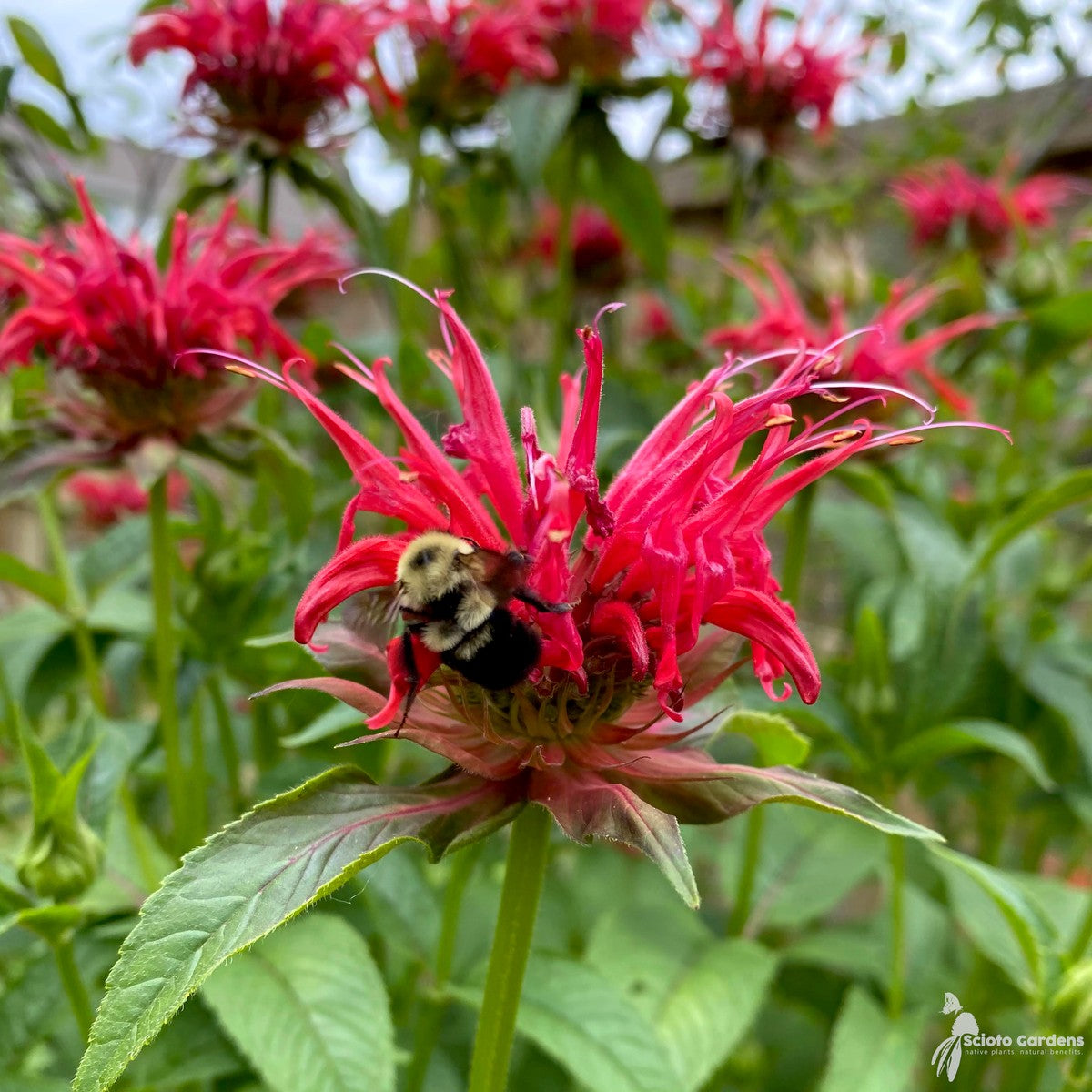 Monarda didyma (Oswego Tea, Bee Balm) - 1 gal