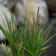 Carex stricta (Tussock Sedge) - 1 gal