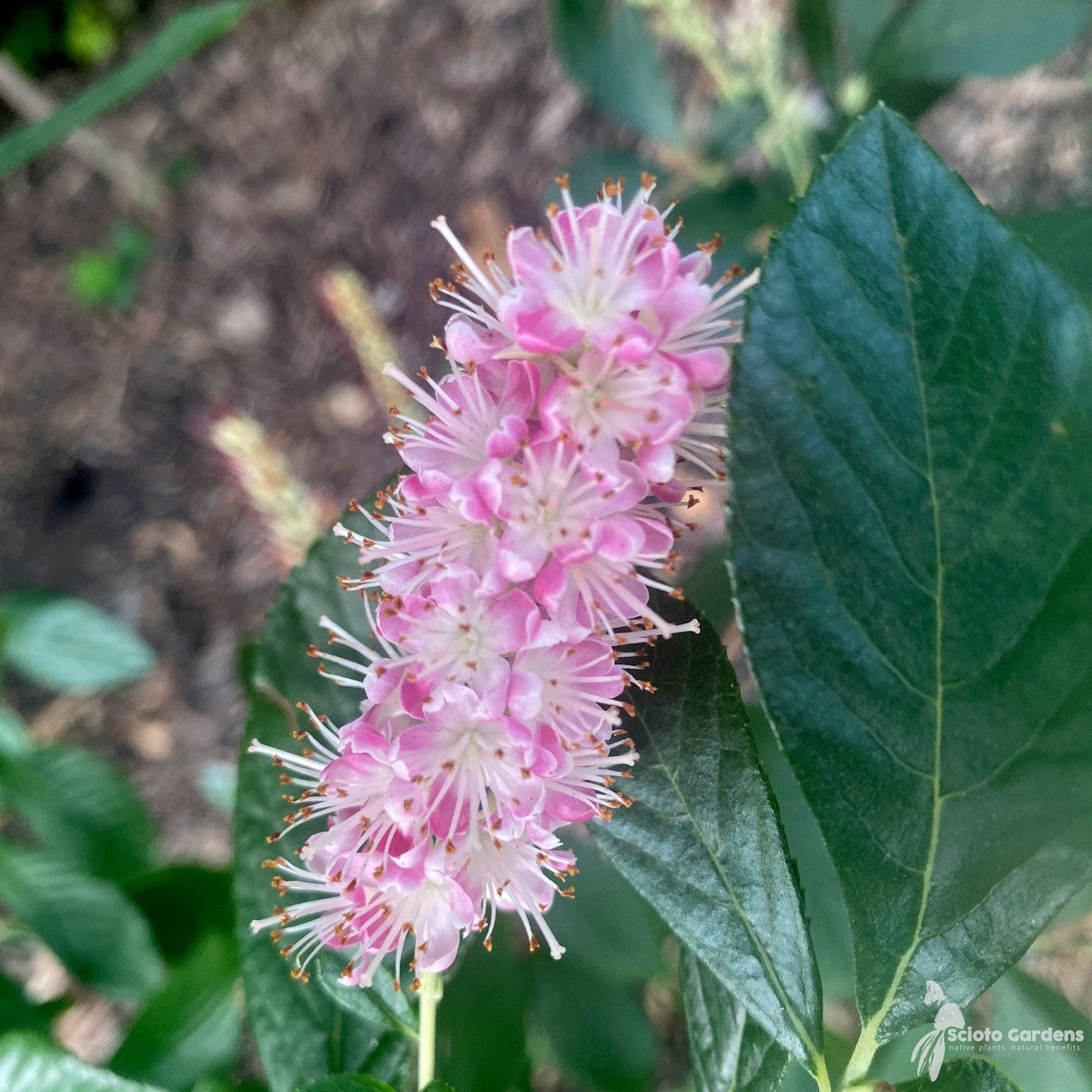 Clethra alnifolia 'Ruby Spice' (Ruby Spice' Summersweet) - QT
