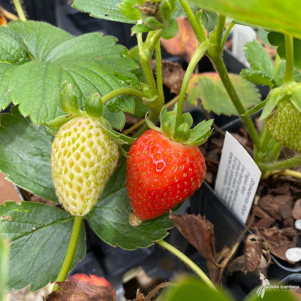 Fragaria x ananassa 'Albion' (Strawberries 'Albion') - QT