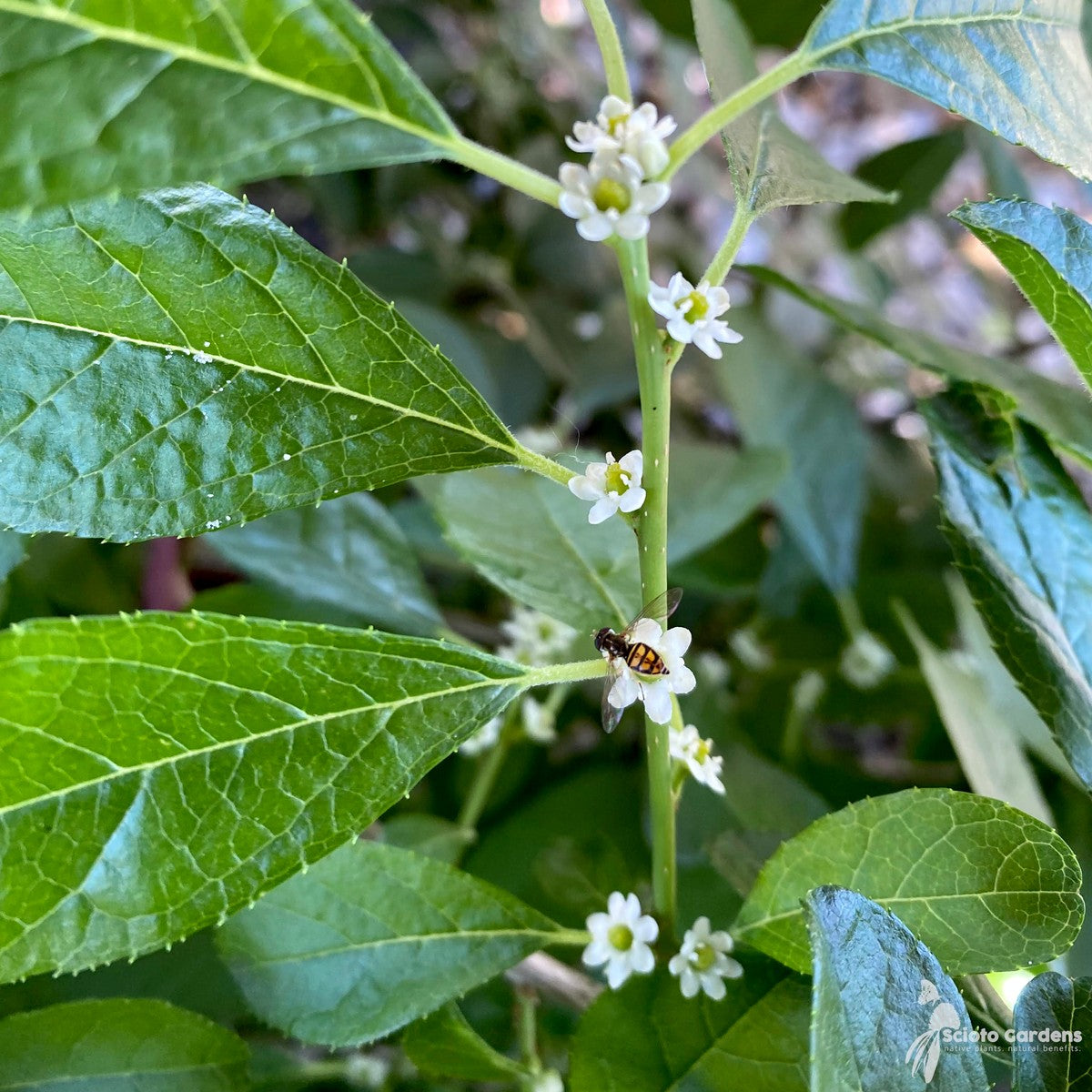 Ilex verticillata 'Red Sprite' (Red Sprite' Winterberry Holly) - 3 gal