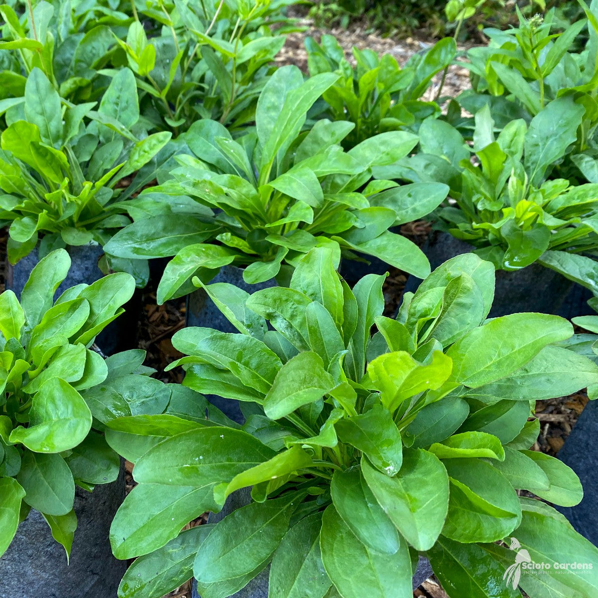 Penstemon calycosus (Long Sepaled Beardtongue) - 1 gal