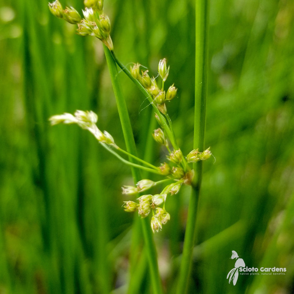 Juncus effusus (Soft Rush) - 1 gal