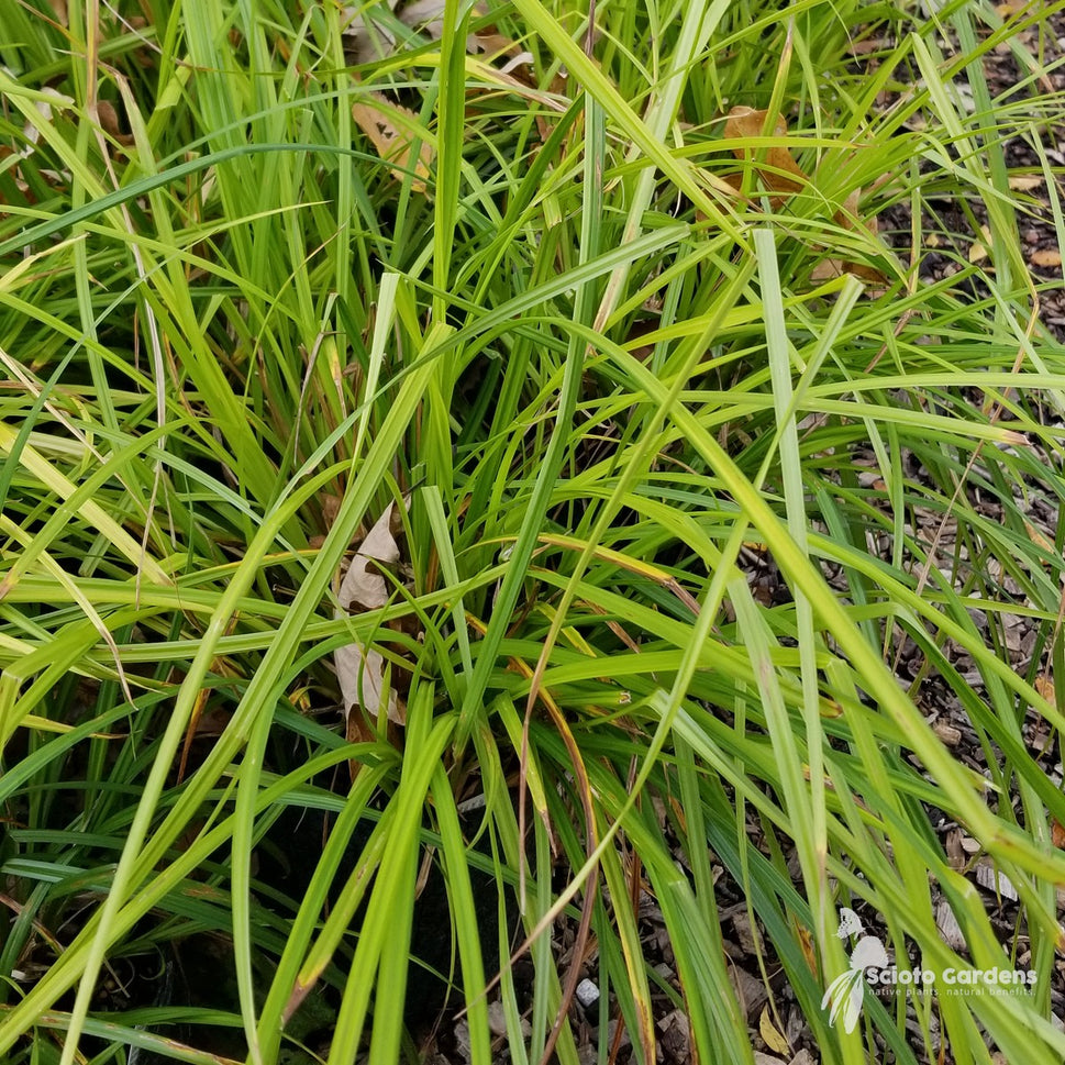 Carex lurida (Lurid Sedge) - 1 gal