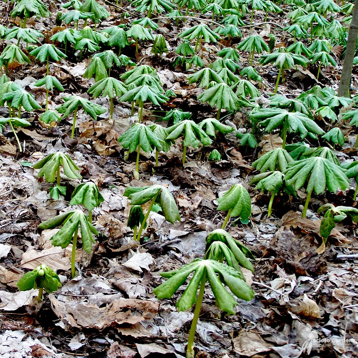 Podophyllum peltatum (May Apples) - 1 gal