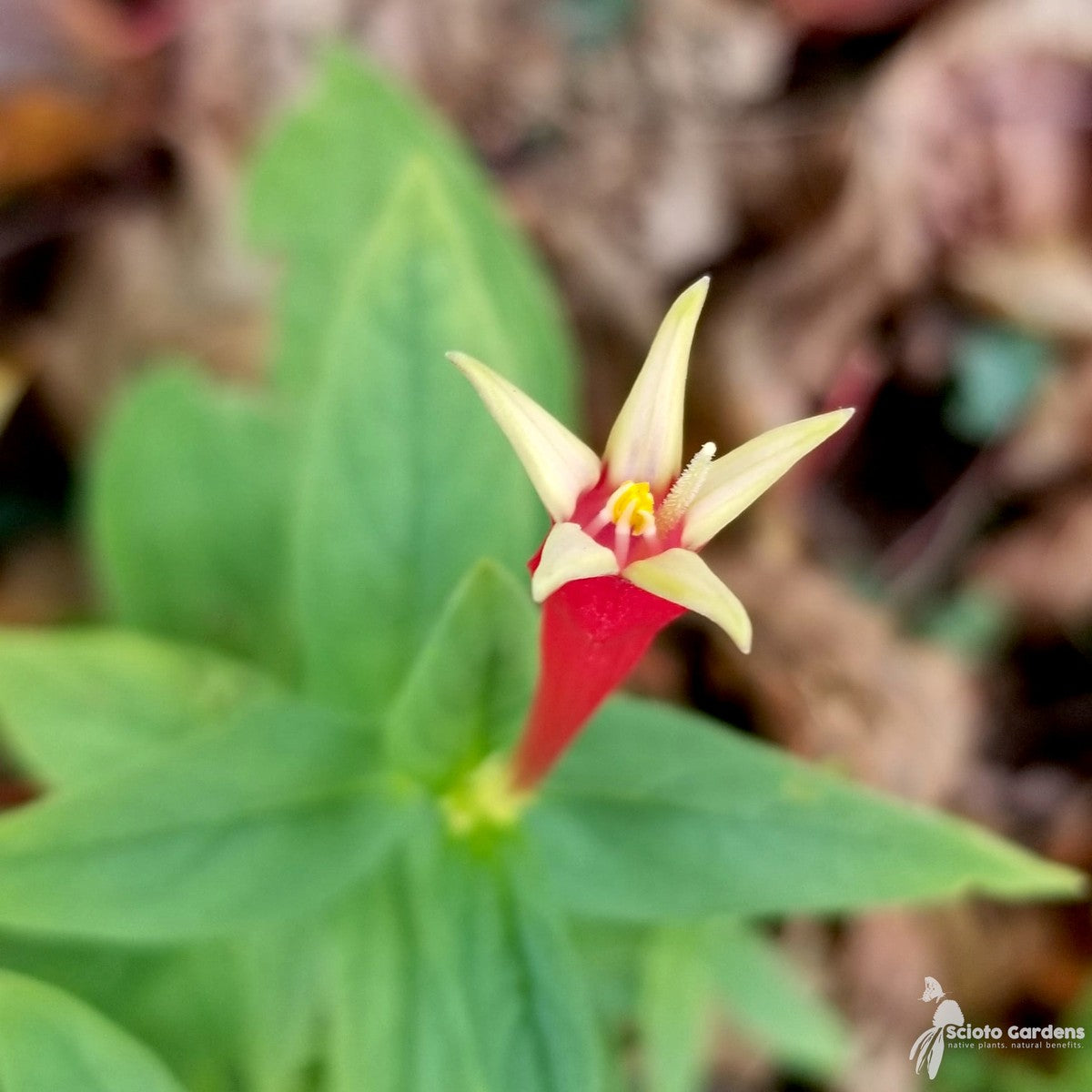 Spigelia marilandica (Indian Pink) - 3QT