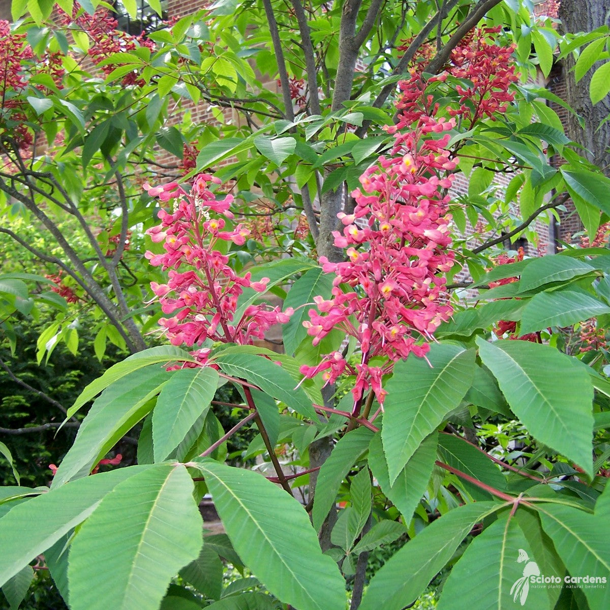 Aesculus pavia (Red Buckeye) - 1 gal