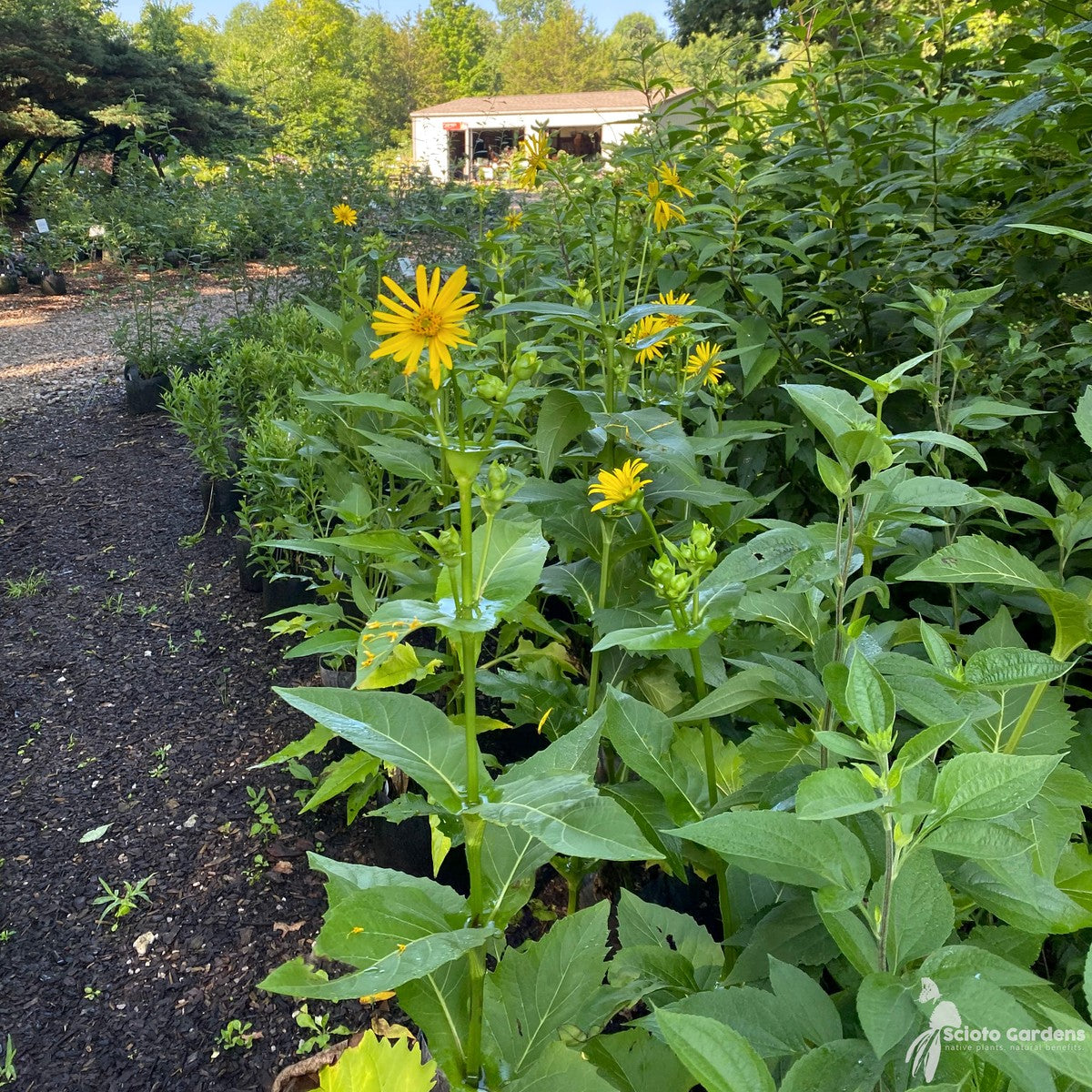 Silphium perfoliatum (Cup Plant) - 2 gal