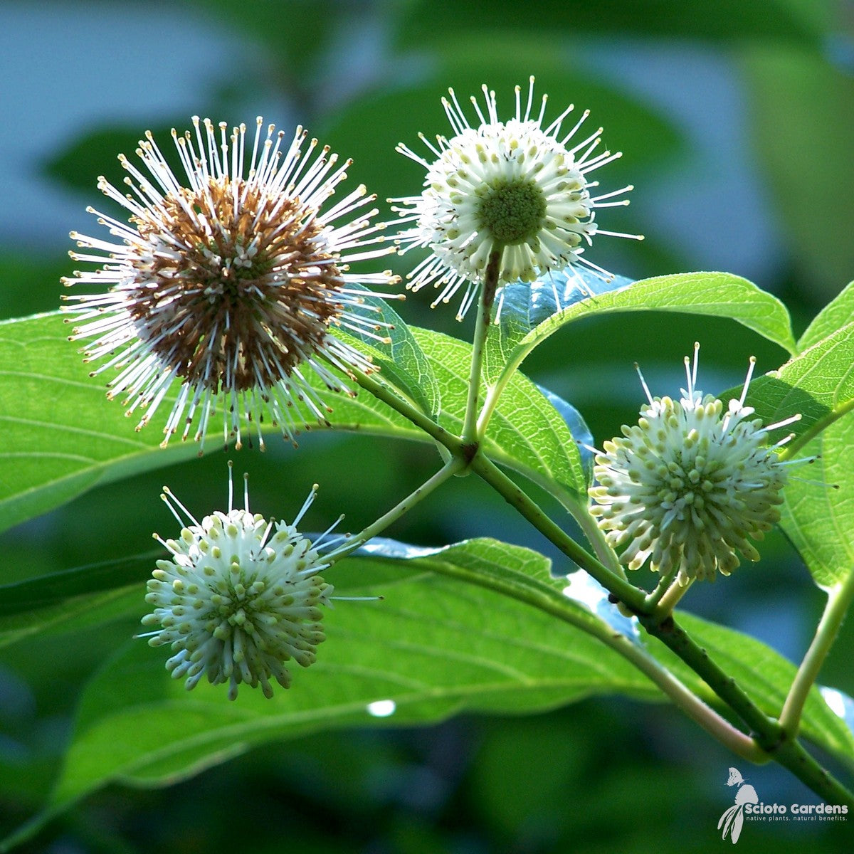 Cephalanthus occidentalis (Buttonbush) - 3 gal