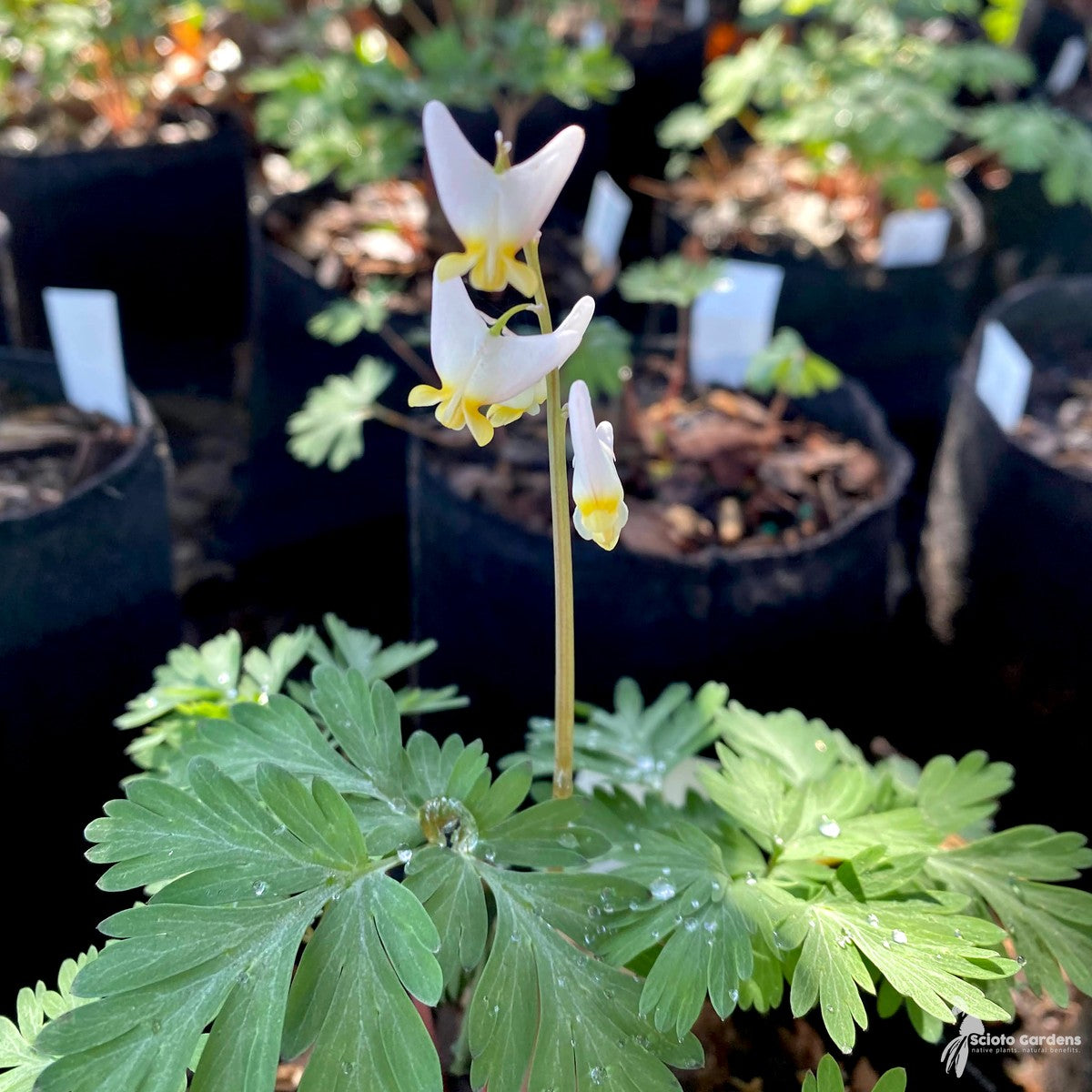 Dicentra cucullaria (Dutchman's Breeches) - 3QT