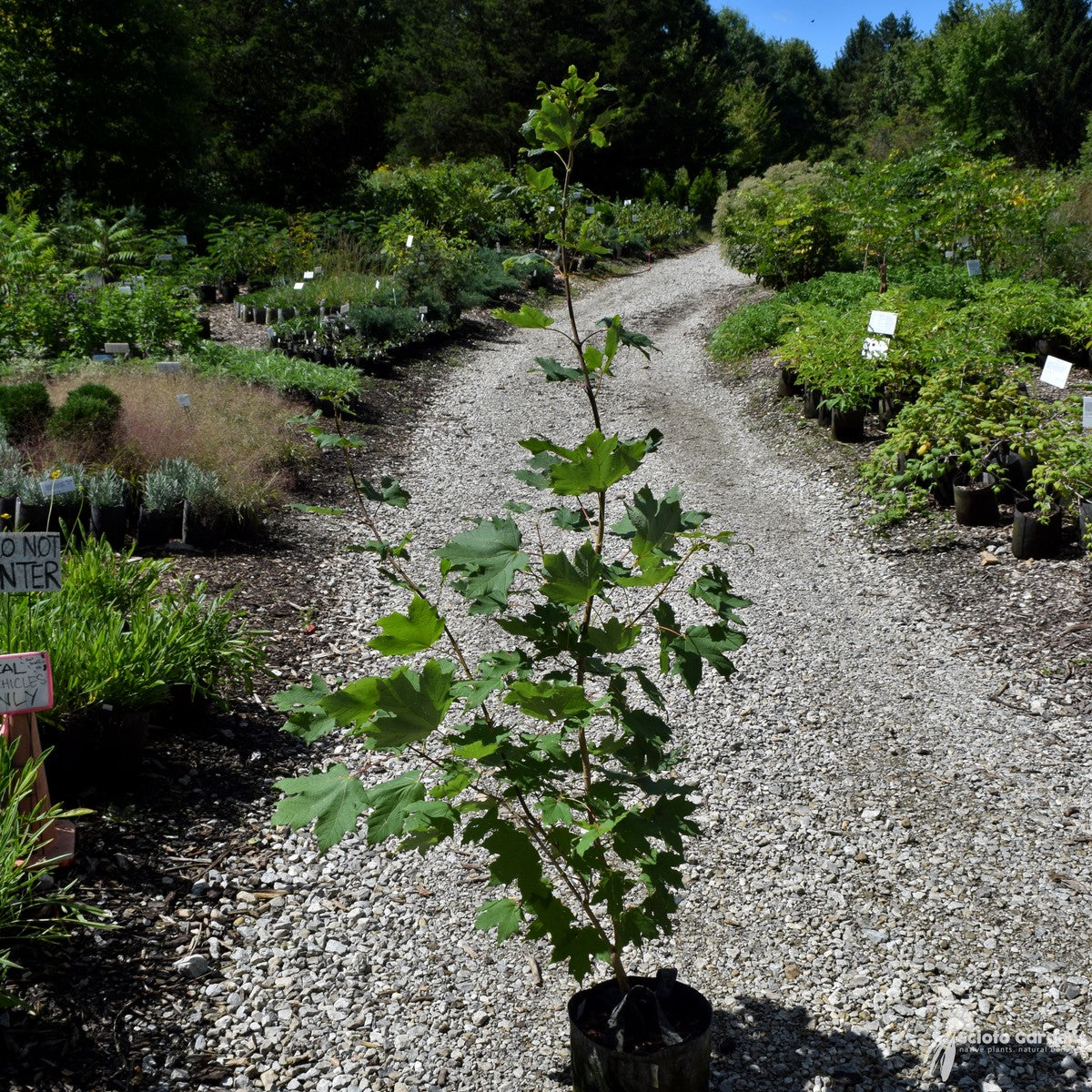 Acer saccharum (Sugar Maple) - QT