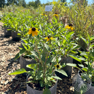 Rudbeckia triloba (Brown Eyed Susan) - 2 gal