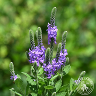 Verbena stricta (Hoary Vervain) - 2 gal