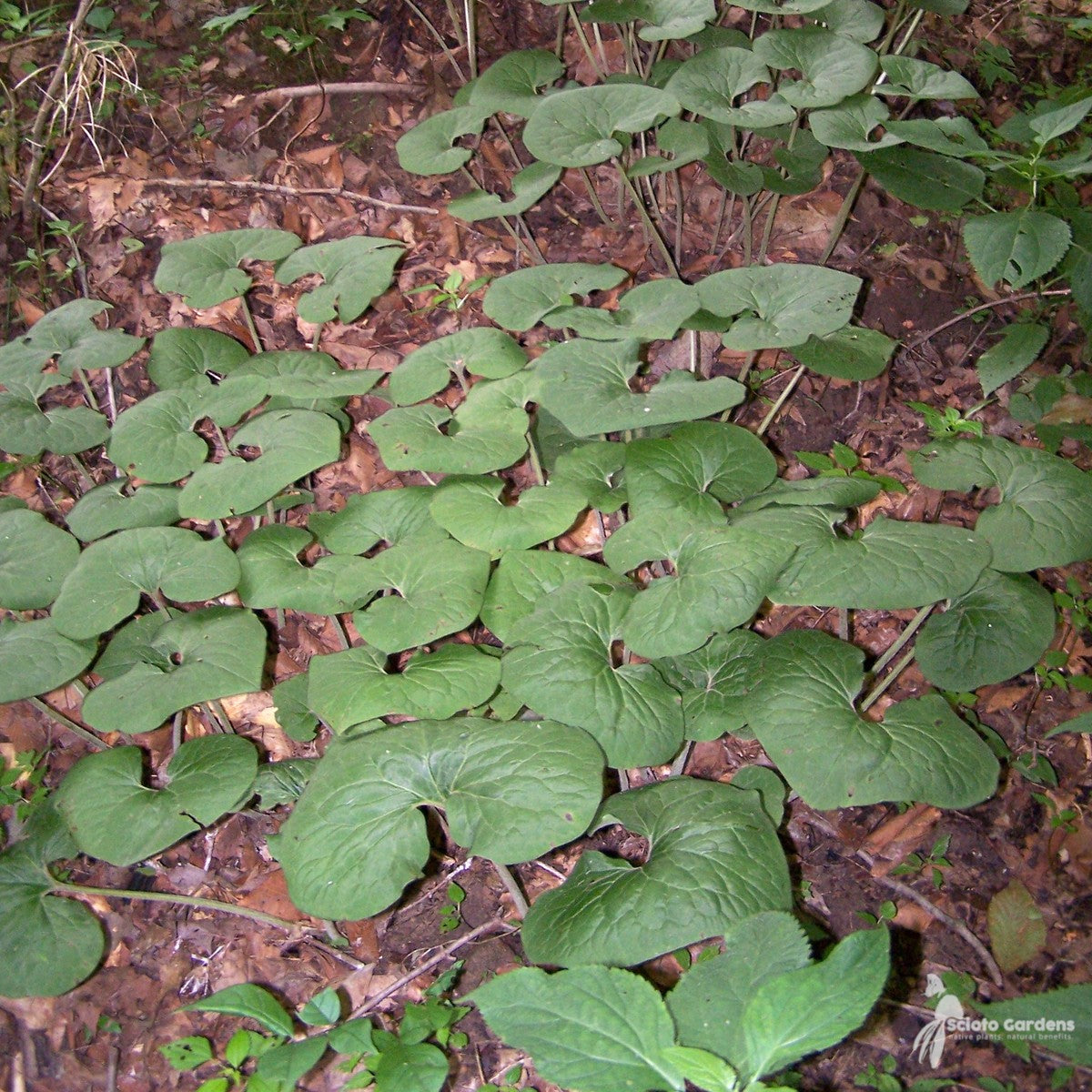 Asarum canadense (Wild Ginger) - 3QT