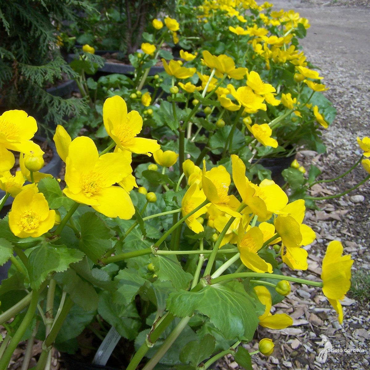 Caltha palustrus (Marsh Marigold) - 1 gal