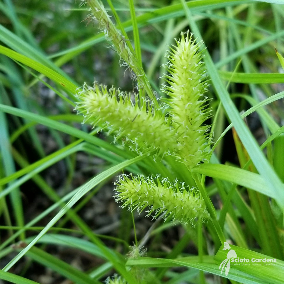Carex vulpinoidea (Fox Sedge) - 1 gal