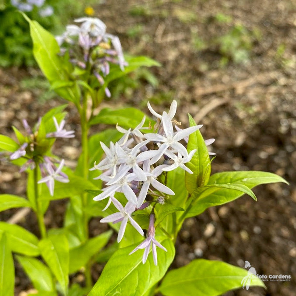 Amsonia tabernaemontana (Eastern Blue Star) - 1 gal