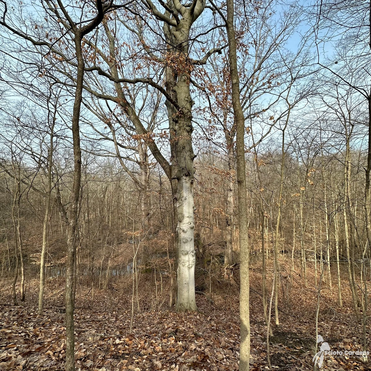 Fagus grandifolia (American Beech) - 2 gal