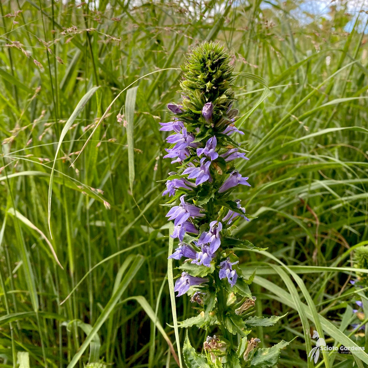 Lobelia siphilitica (Great Blue Lobelia) - 1 gal