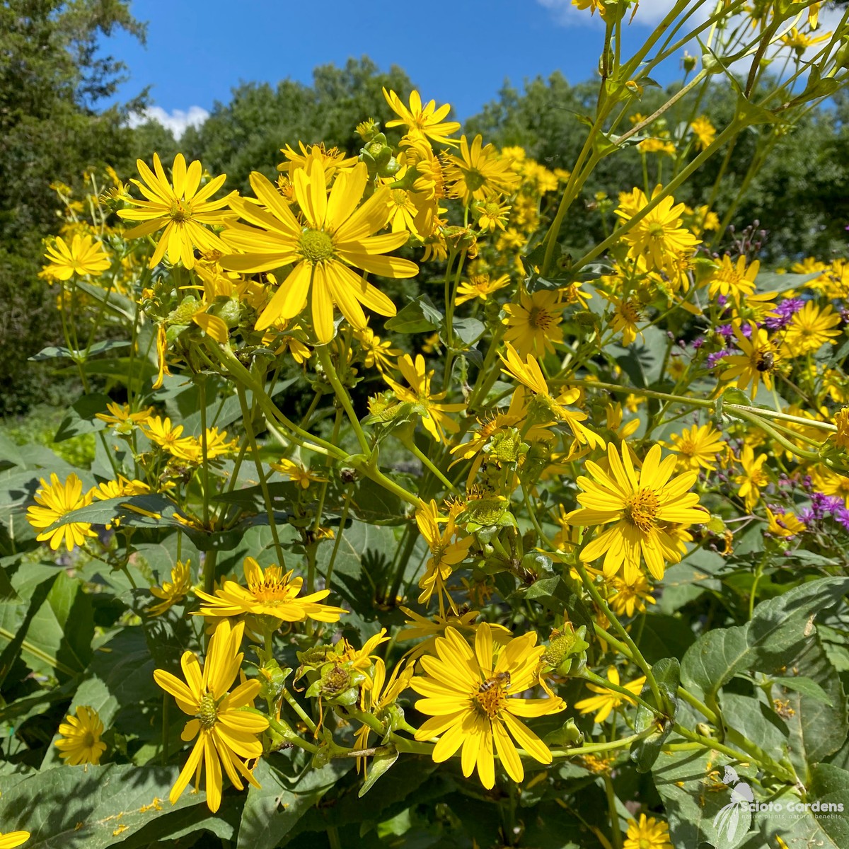 Silphium terebinthinaceum (Prairie Dock) - 2 gal