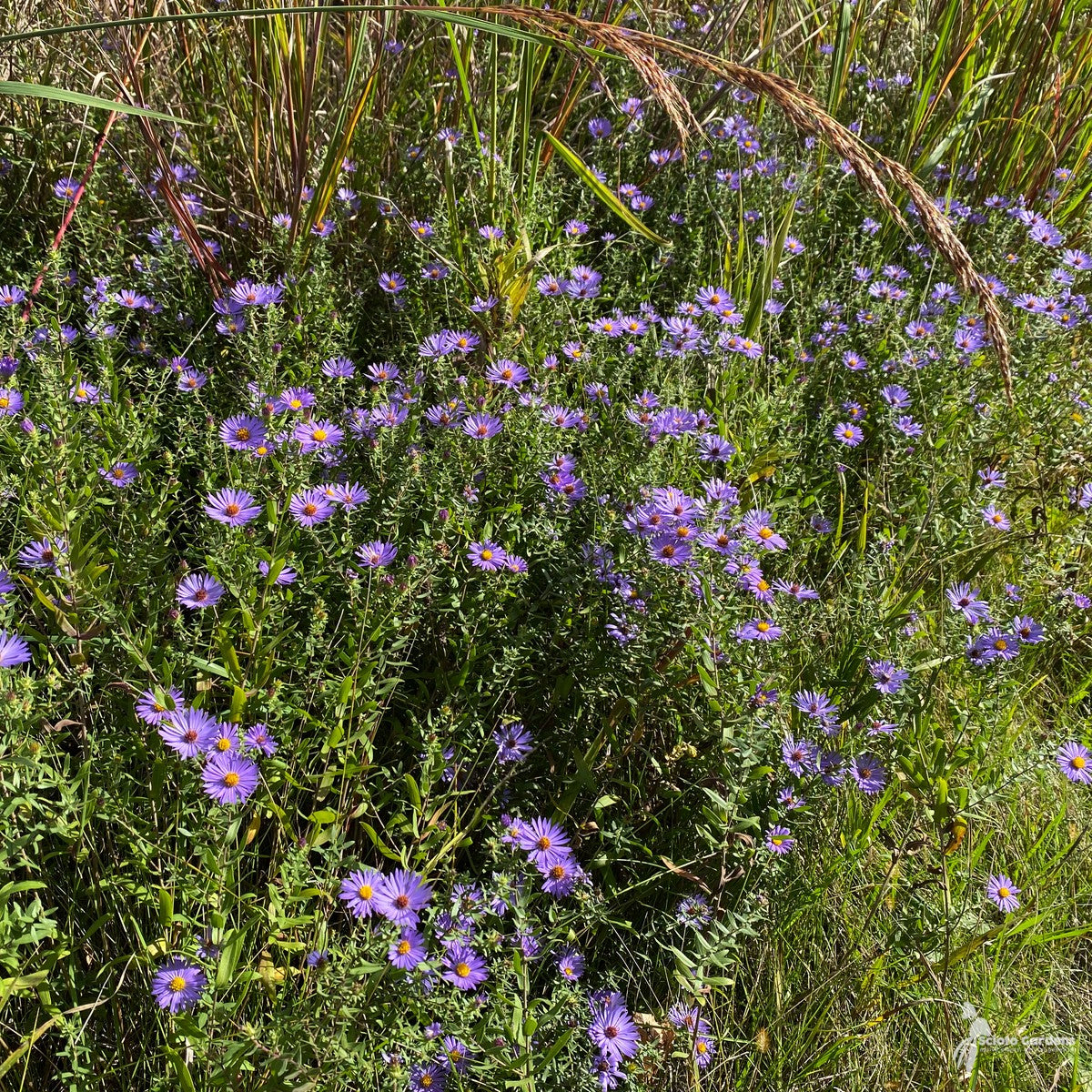 Aster [Symphyotrichum} oblongifolium (Aromatic Aster) - 2 gal