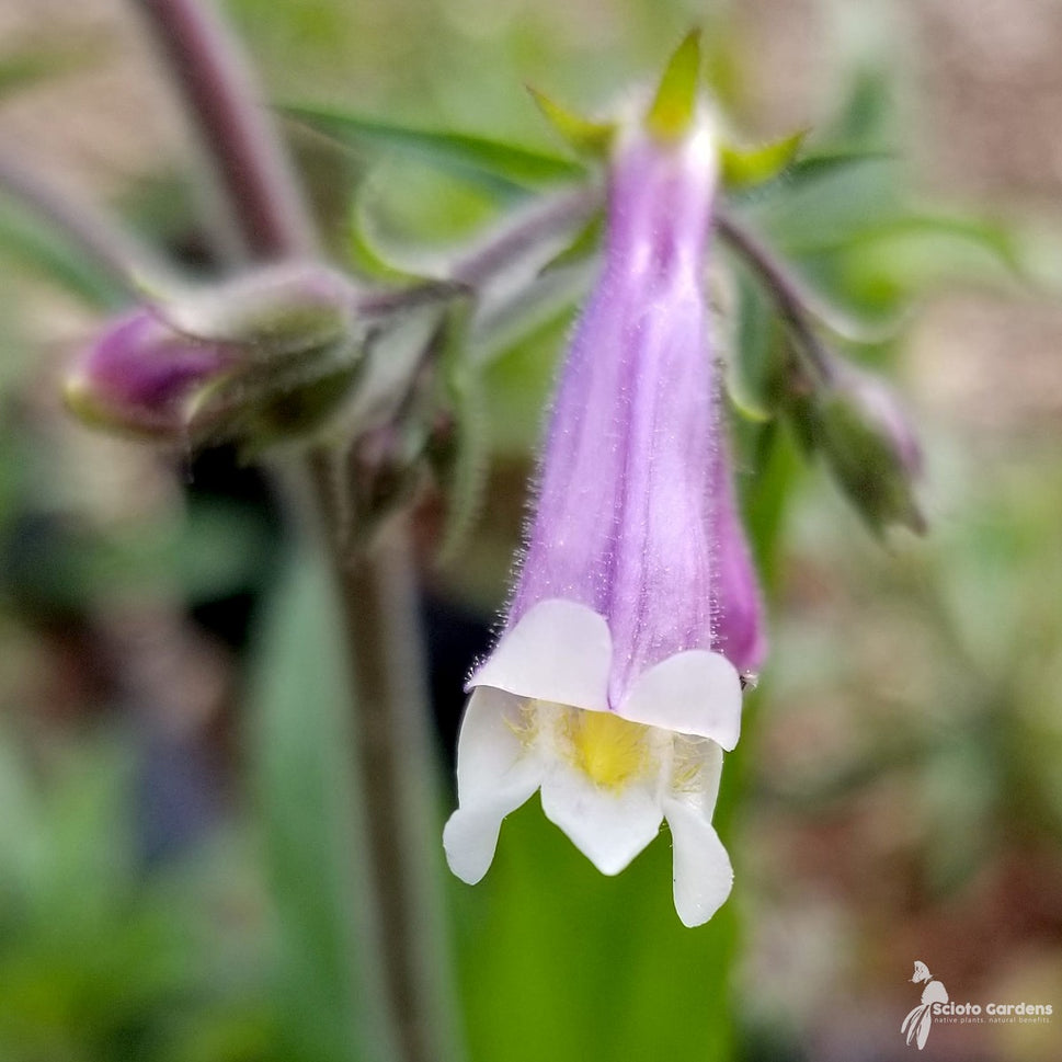 Penstemon hirsutus (Hairy Beardtongue) - 1 gal