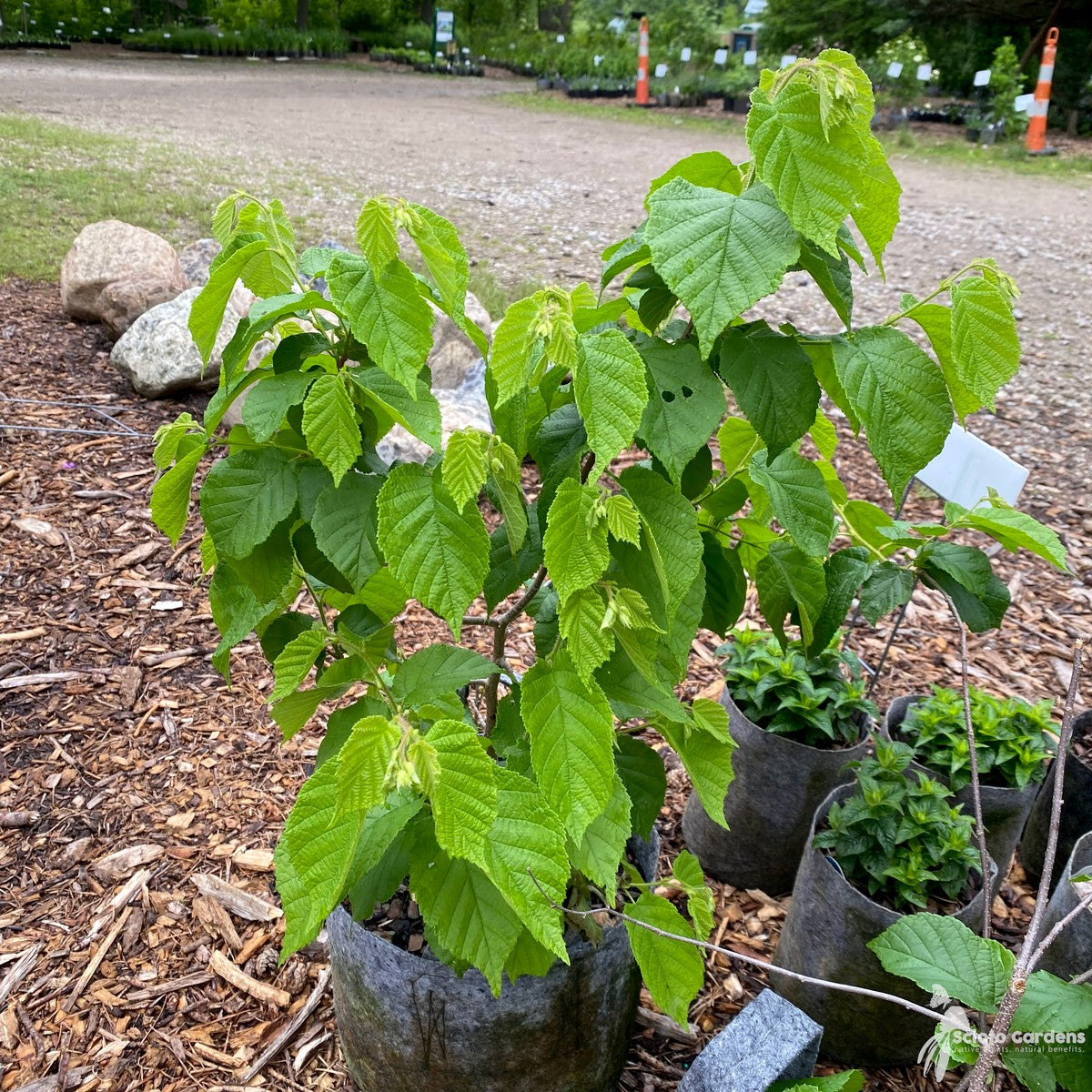 Corylus americana (American Hazelnut) - 3 gal