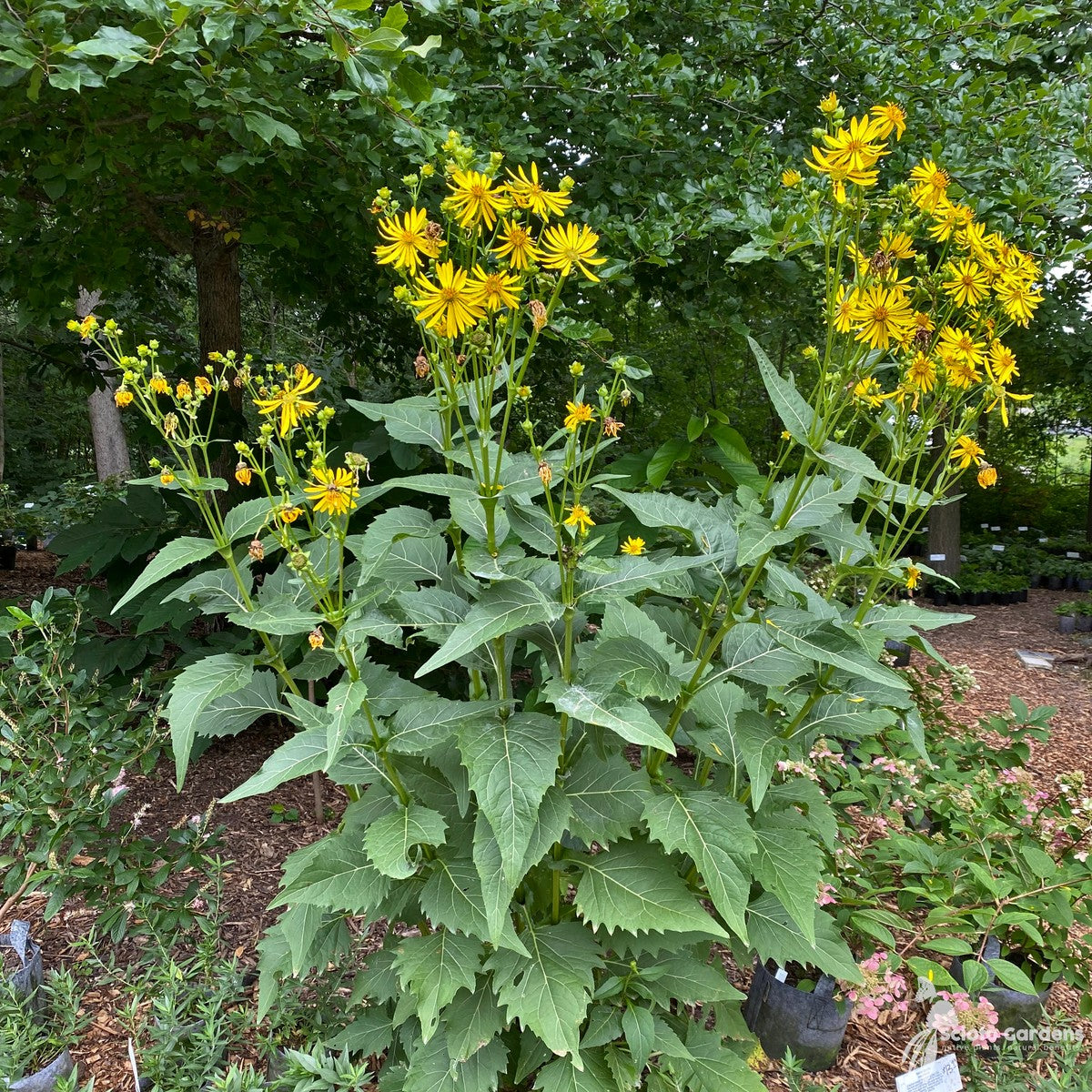 Silphium perfoliatum (Cup Plant) - 2 gal