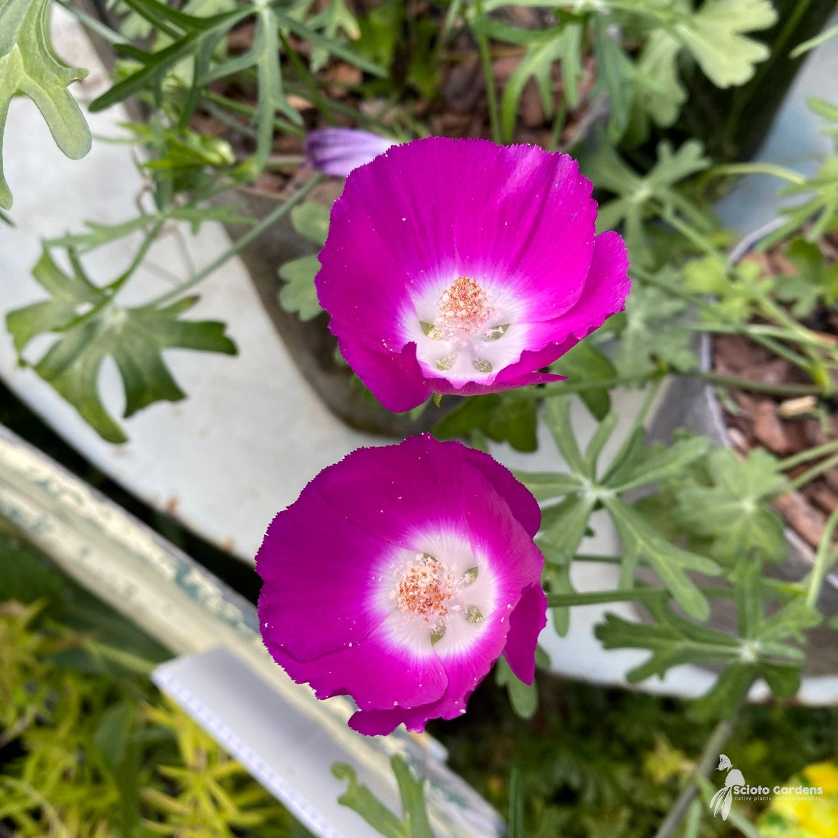 Callirhoe involucrata (Wine Cups) - 1 gal
