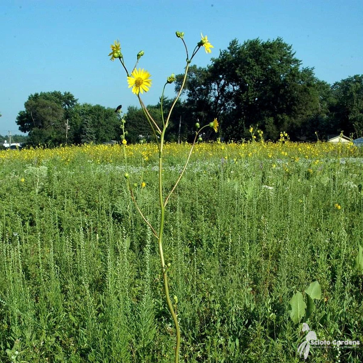 Silphium terebinthinaceum (Prairie Dock) - 2 gal