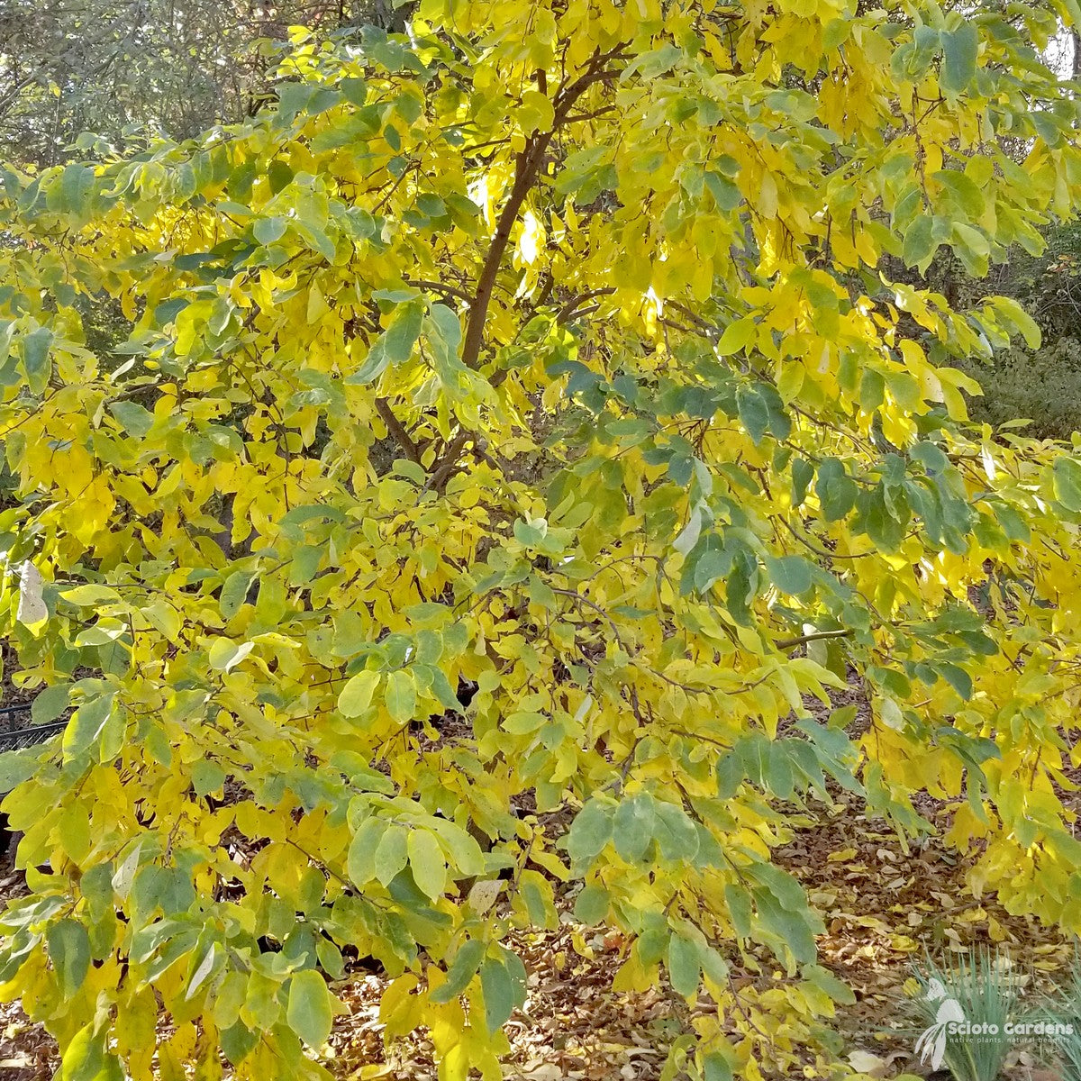 Diospyros virginiana (American Persimmon) - 3 gal