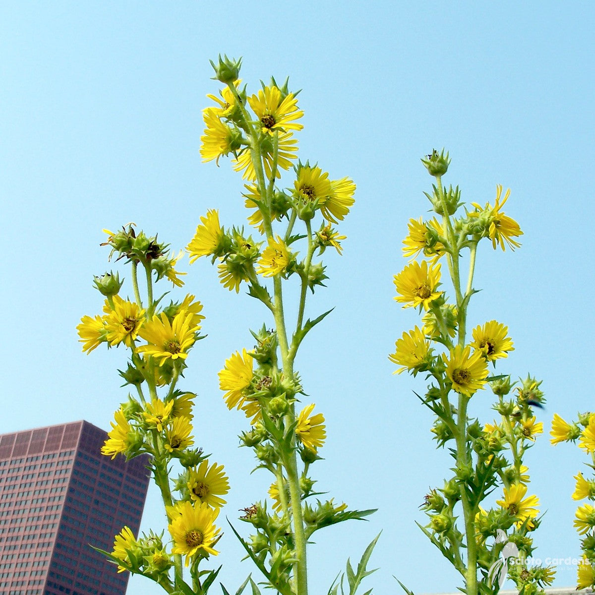 Silphium laciniatum (Compass Plant) - 2 gal