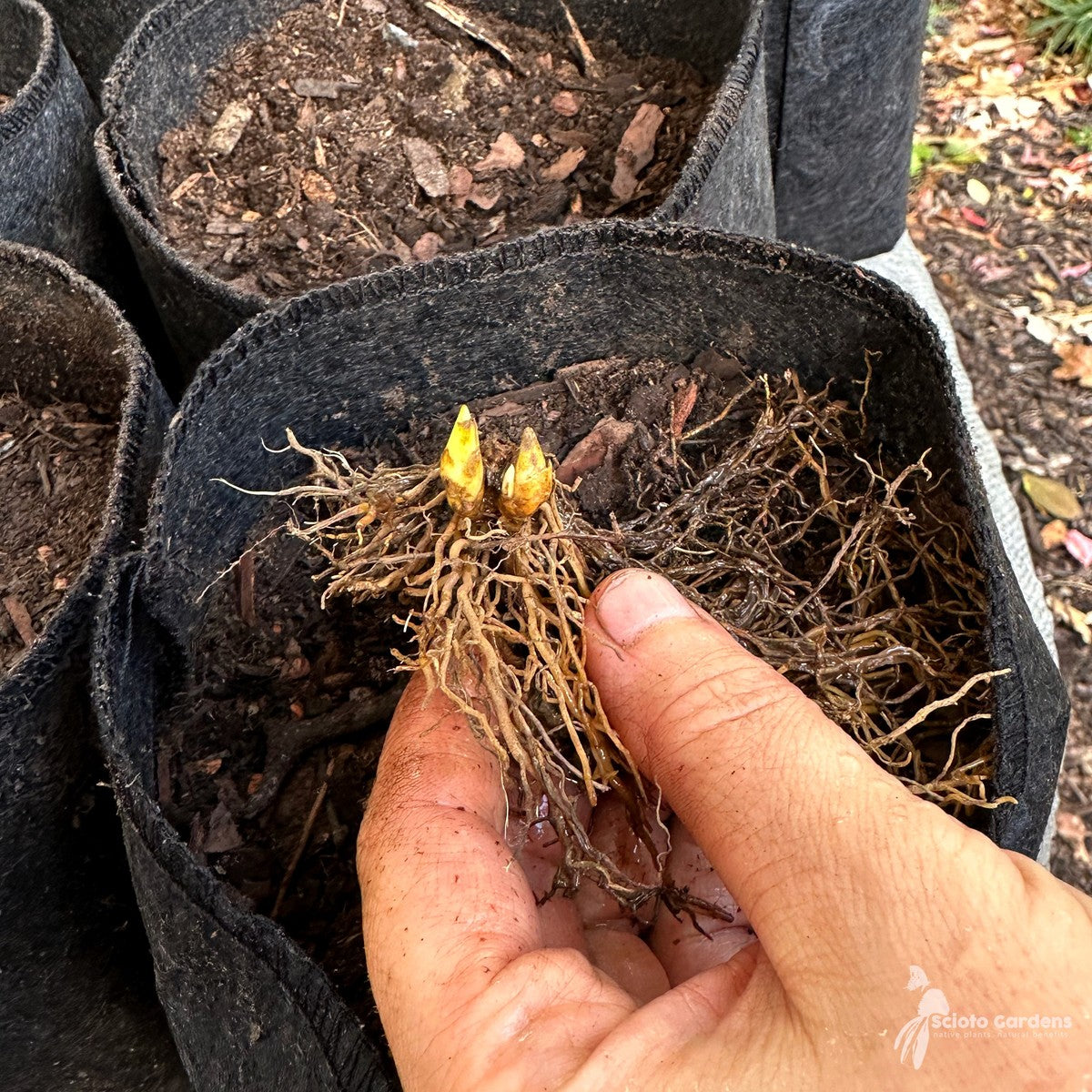 Jeffersonia diphylla (Twinleaf) - 1 gal