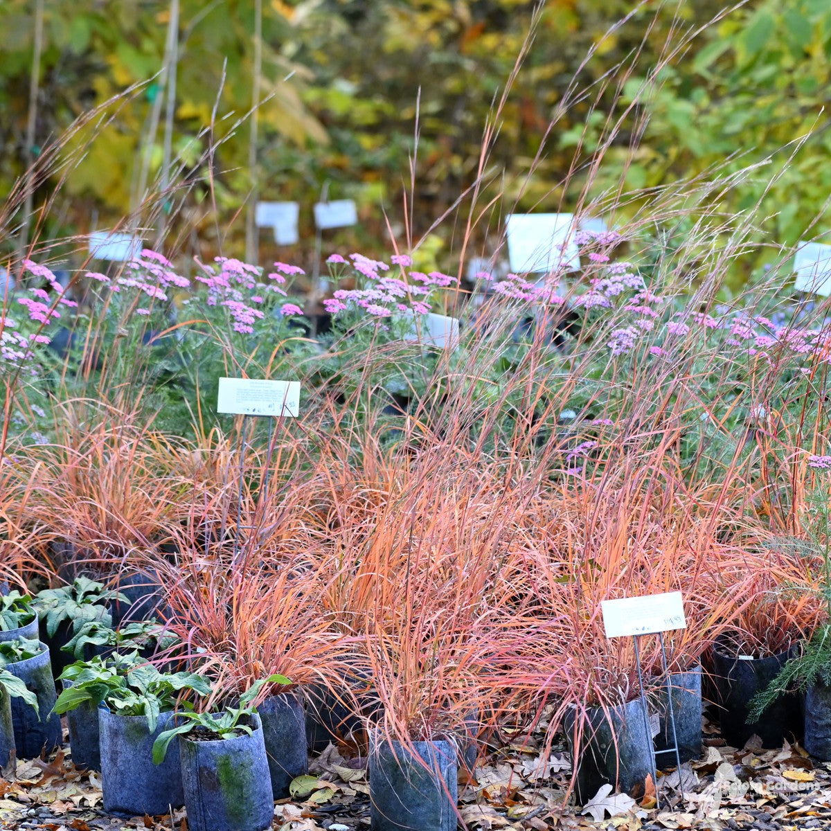 Schizachyrium scoparium (Little Bluestem) - 1 gal
