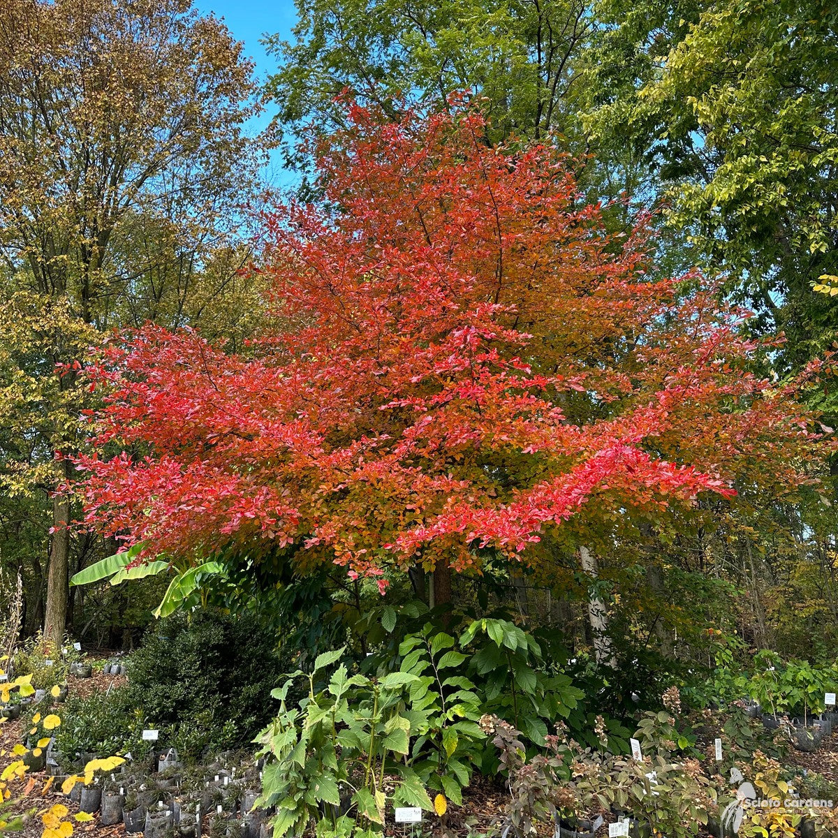 Nyssa sylvatica (Black Tupelo) - 3 gal