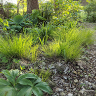 Carex appalachica (Appalachian Sedge) - 1 gal