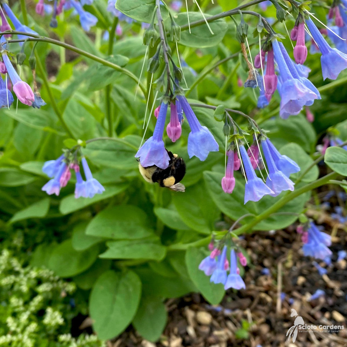 Mertensia virginica (Virginia Bluebells) - 1 gal