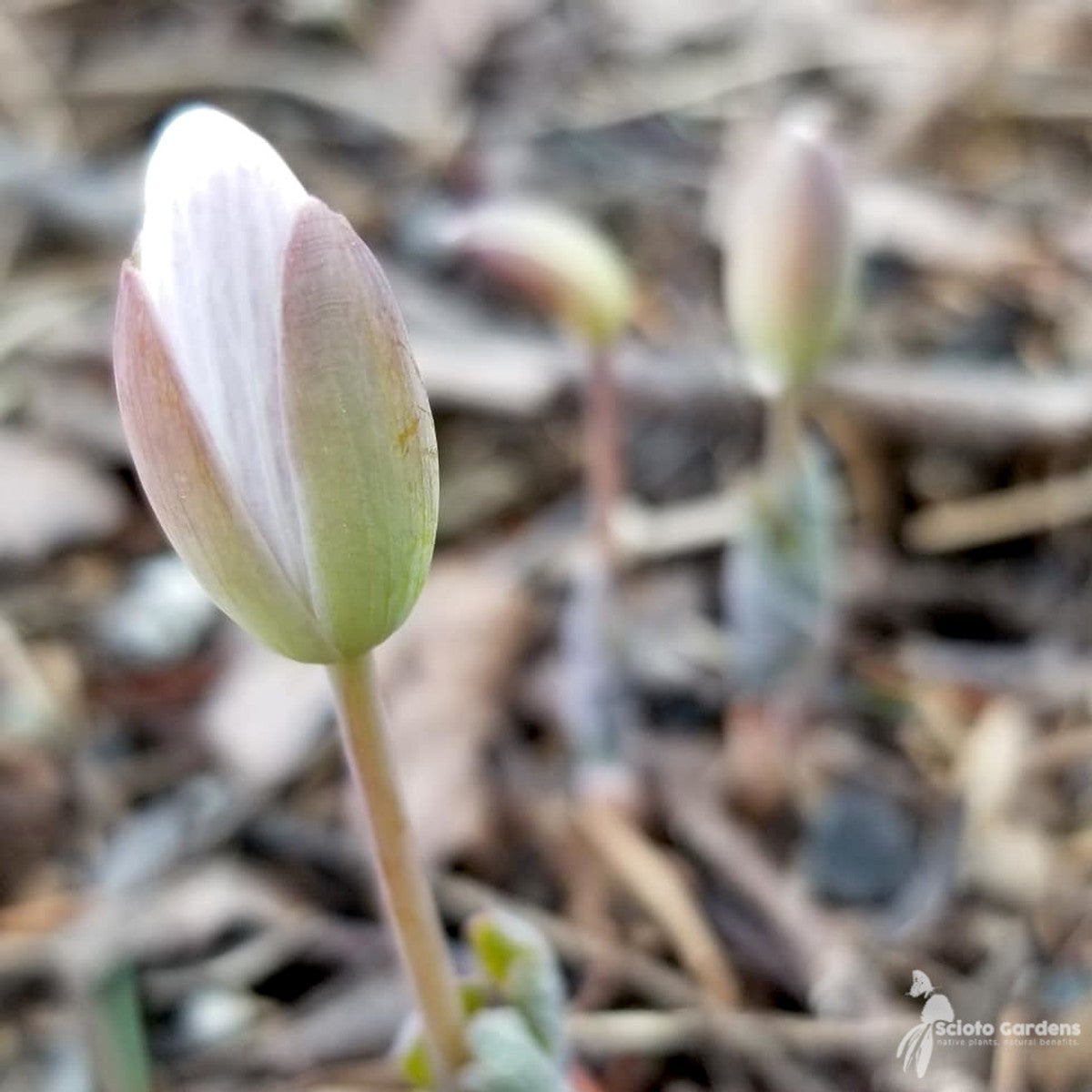 Sanguinaria canadensis (Bloodroot) - 1 gal