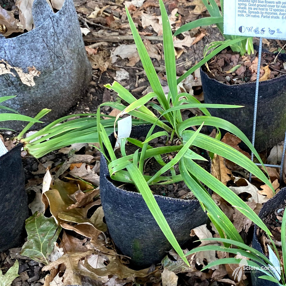Iris cristata (Dwarf Crested Iris) - 3QT