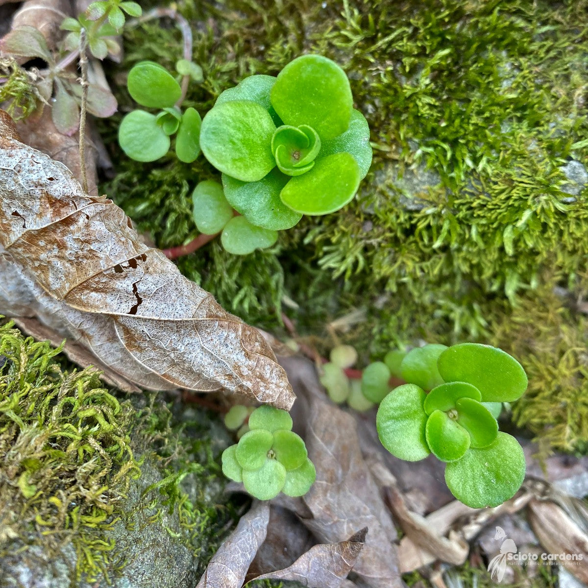 Sedum ternatum (Wild Stonecrop) - 3QT