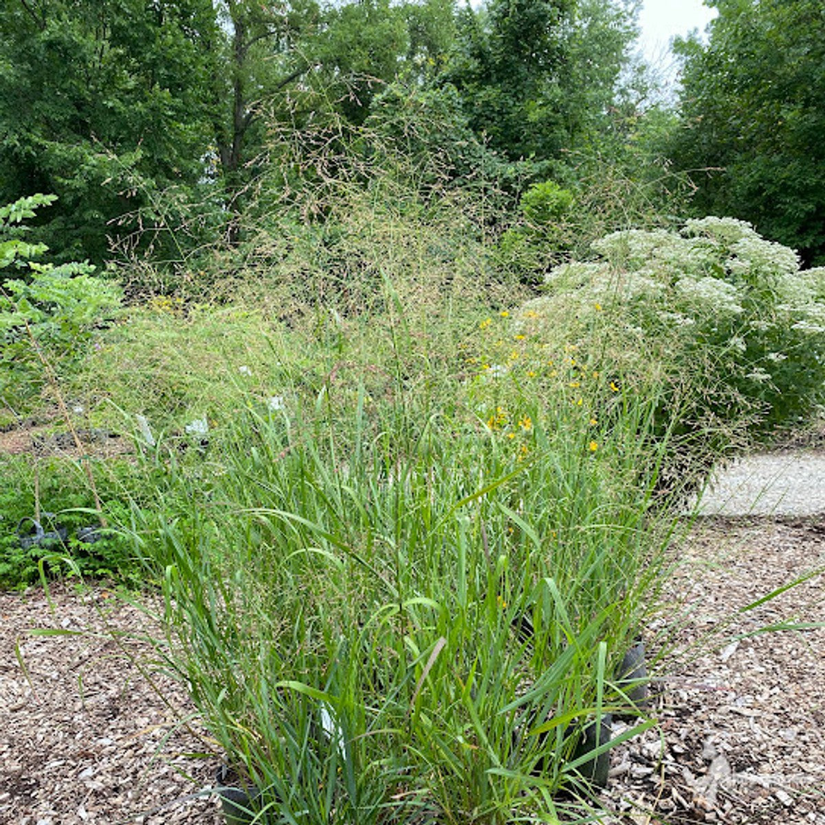 Panicum virgatum (Switchgrass) - 2 gal