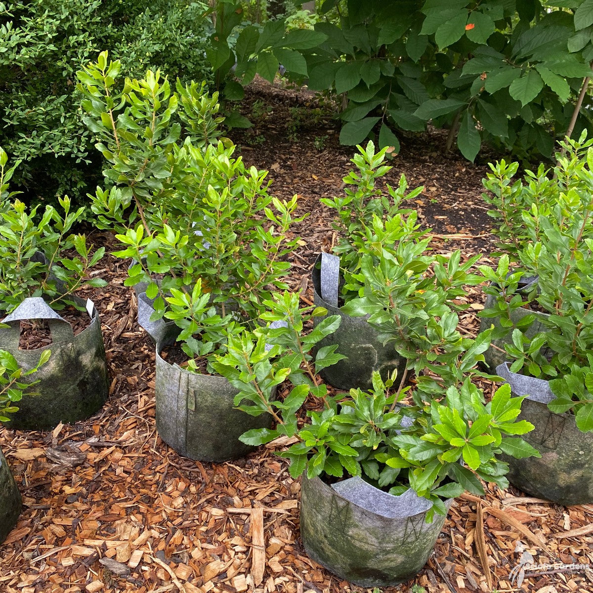 Myrica (Morella) pensylvanica (Northern Bayberry) - 3 gal